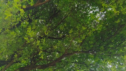 Dense Green Tree Canopy with Sunlit Leaves from a Low Angle View