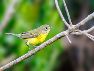 Prairie Warbler perched on a branch