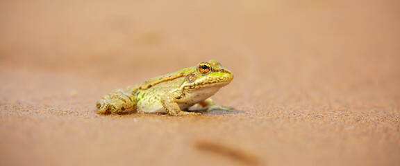 The frog sits on the sand on the shore of the lake. Beautiful wildlife landscape with place for text. The concept of protecting wildlife and ecology.