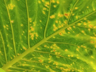 The beauty of the green leaf surface motif with aesthetic leaf vein shapes