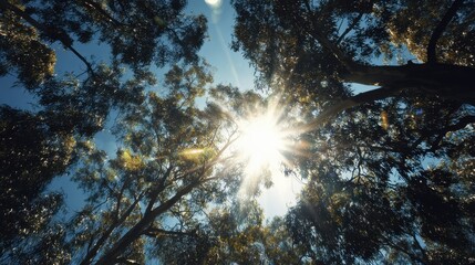 Bright sunlight shines through the leaves of tall eucalyptus trees creating a beautiful natural canopy. The scene captures a peaceful moment in a lush environment under a clear blue sky.