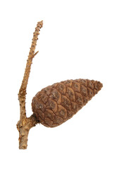 One Pine cone on a dry branch isolated on a white background