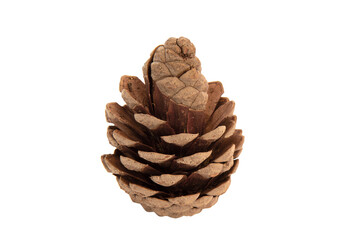 Detailed photo of a brown conifer cone isolated on a white background. It shows the natural texture, shape and structure of the cone in high resolution, ideal for use in educational, botanical, ecolog