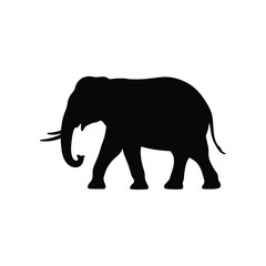 Silhouette of a majestic african elephant walking against a white background