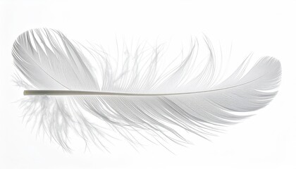 A single, pristine white feather lies horizontally against a pure white background.  Its delicate structure is clearly visible, showcasing the barbs and vane