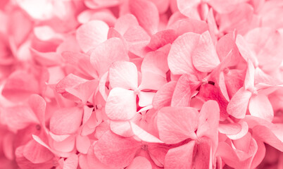Obraz premium Pink flowers close up. Bouquet of red flowers. City flower beds, a beautiful and well-groomed garden with flowering bushes.