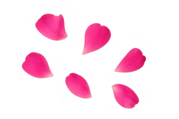 Pink rose petals falling, creating a romantic cascade, floral background element for love, wedding, and celebration designs