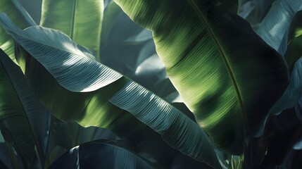 Lush green banana leaves bathed in dappled sunlight creating a vibrant tropical ambiance.