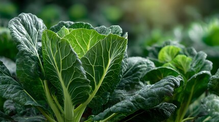 Lush Green Bok Choy Plants Growing in a Vibrant Organic Garden Under Natural Sunlight.