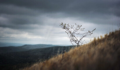 Fototapeta premium Solitary tree on a hillside under stormy sky creates a dramatic and moody landscape scene