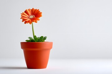A single flower blooming in a simple ceramic pot