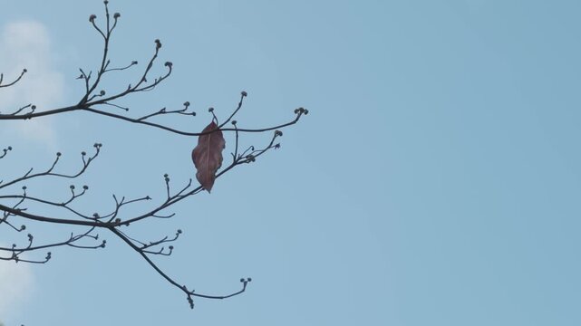 枯れ葉が落ち　葉一枚になった冬の桜の木　季節の背景　風に揺れる木の葉