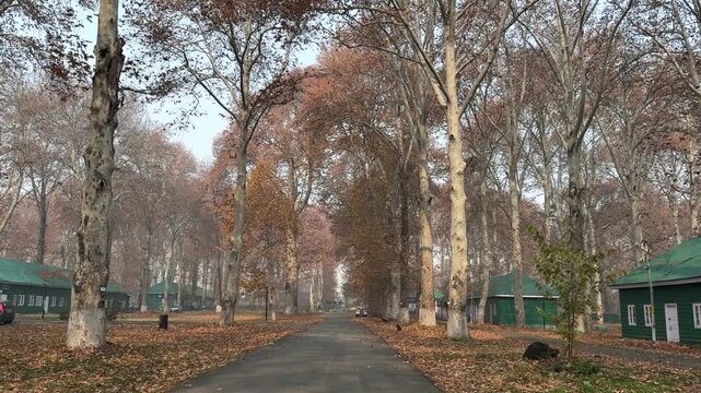 Autumn in Kashmir with vibrant red Chinar leaves and chinar big trees across Naseem Bagh in Hazratbal Dargah showcasing the beauty of Srinagar destination in Jammu and Kashmir. Clip 13