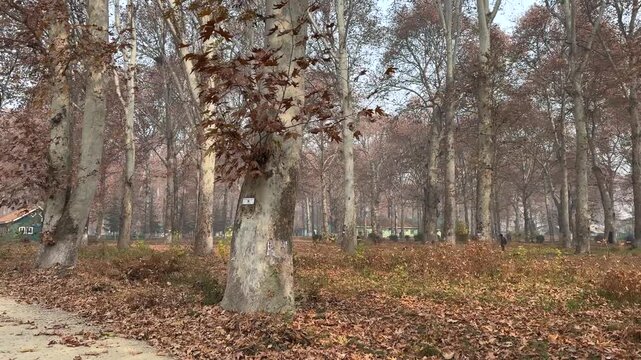 Autumn in Kashmir with vibrant red Chinar leaves and chinar big trees across Naseem Bagh in Hazratbal Dargah showcasing the beauty of Srinagar destination in Jammu and Kashmir. Clip 2