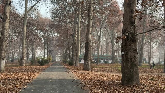 Autumn in Kashmir with vibrant red Chinar leaves and chinar big trees across Naseem Bagh in Hazratbal Dargah showcasing the beauty of Srinagar destination in Jammu and Kashmir. Clip 3