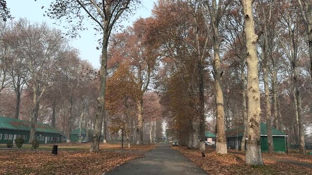Autumn in Kashmir with vibrant red Chinar leaves and chinar big trees across Naseem Bagh in Hazratbal Dargah showcasing the beauty of Srinagar destination in Jammu and Kashmir. Clip 14