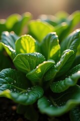 A close-up shot of vibrant green lettuce with water droplets glistening in the sun