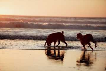 Dogs on beach at sunset
