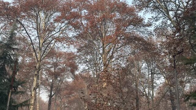 Autumn in Kashmir with vibrant red Chinar leaves and chinar big trees across Naseem Bagh in Hazratbal Dargah showcasing the beauty of Srinagar destination in Jammu and Kashmir. Clip 12