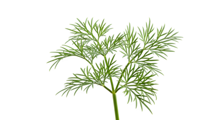 Fresh dill herb sprig close up isolated on transparent background