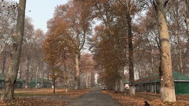 Autumn in Kashmir with vibrant red Chinar leaves and chinar big trees across Naseem Bagh in Hazratbal Dargah showcasing the beauty of Srinagar destination in Jammu and Kashmir. Clip 15