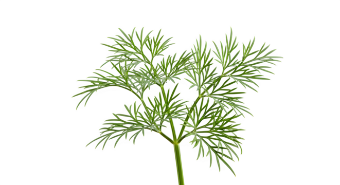 Fresh dill herb sprig close up isolated on transparent background - Powered by Adobe