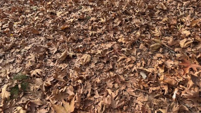 Autumn in Kashmir with vibrant red Chinar leaves and chinar big trees across Naseem Bagh in Hazratbal Dargah showcasing the beauty of Srinagar destination in Jammu and Kashmir. Clip 17