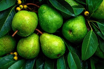 Fresh green pears nestled among vibrant green leaves, showcasing droplets of water, highlighting the natural beauty and freshness of organic produce in a lush environment