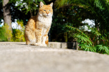Obraz premium Orange and white feline enjoying the warmth of the sun on a concrete surface with green foliage background