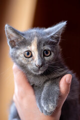 Tiny dilute tortoiseshell (blue-cream) kitten is held gently in a human hand. Adorable baby cat features unique grey and cream markings on its face and looks curiously at the camera