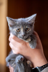 A cute dilute tortoiseshell (blue-cream) kitten is held gently in a person's hand. The adorable baby pet looks directly at the camera with amber eyes, featuring unique grey and cream fur patterns.