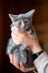 A cute dilute tortoiseshell (blue-cream) kitten sits comfortably supported by two human hands. The baby pet looks directly at the camera with amber eyes, highlighting themes of adoption, care