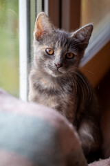 A beautiful dilute tortoiseshell (blue-cream) kitten sits quietly next to a window. The young cat looks directly at the camera with bright amber eyes, illuminated by soft natural daylight