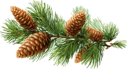 Fir tree branch with cones with clipping path