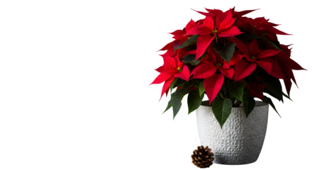Poinsettia in white pot isolated on transparent background