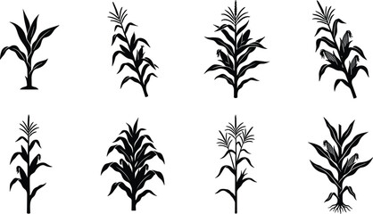 Corn plant silhouette vector set showing various growth stages and leaf styles for agriculture, farming, botanical and design illustration use © Ideasy Mind