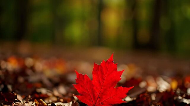 Bright red maple leaves and colorful autumn foliage glow in the sunlight of a golden forest park during the bright October fall season