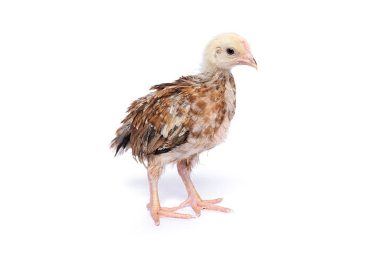 A young native chicken (KUB) stands alone against a white background