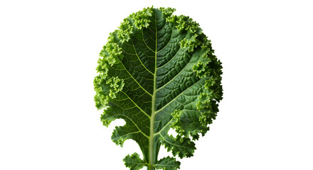 Single fresh green kale leaf close up isolated on transparent background