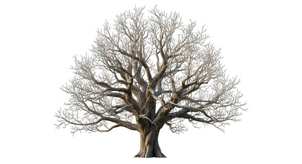 Bare tree silhouette with twisted branches isolated on transparent background