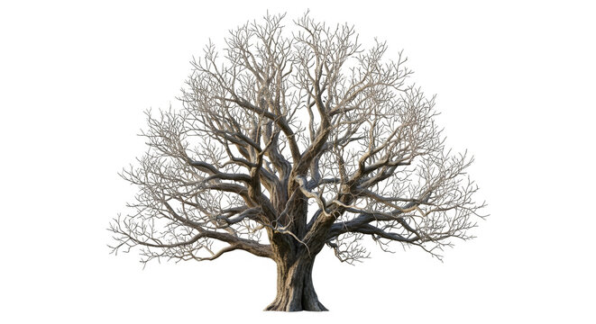 Bare tree silhouette with twisted branches isolated on transparent background