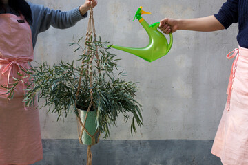 A lively, action-oriented shot showing two individuals Watering Hanging Houseplant in Macrame Rope Hanger Together