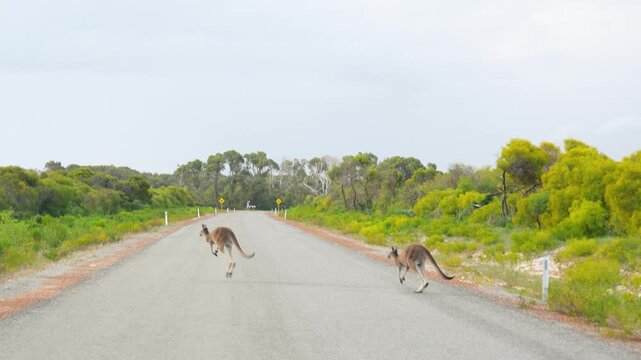 Group of kangaroos crossing an empty road in the Australian outback