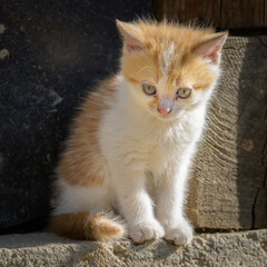 Curious young domestic cat white light brown fur on farm Matrei in Osttirol Austria