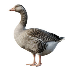 A detailed profile view of a grey goose standing gracefully on its legs isolated on transparent background