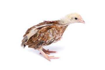 A young native chicken (KUB) stands alone against a white background