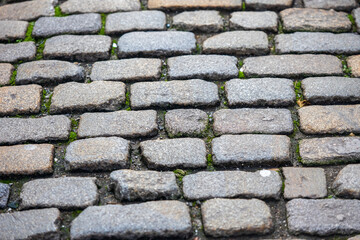 Old cobblestone pavement with small stone blocks and green moss between the gaps, detailed close-up texture.