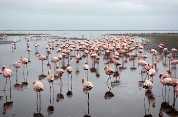 Flamants rose a Swakopmund, Namibie