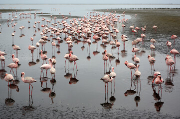 Flamants rose a Swakopmund, Namibie