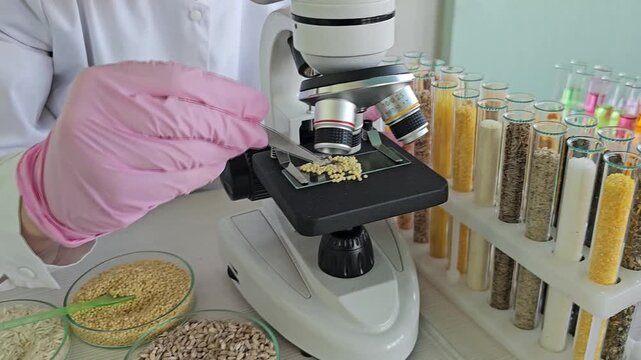 Exploring plant seeds under a microscope in a bright laboratory setting